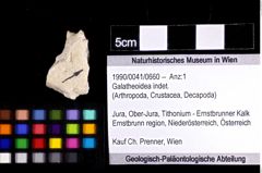 Foto (Objket + Etiketten) von Galatheoidea indet. 